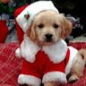 Meet your Posher, Peyton